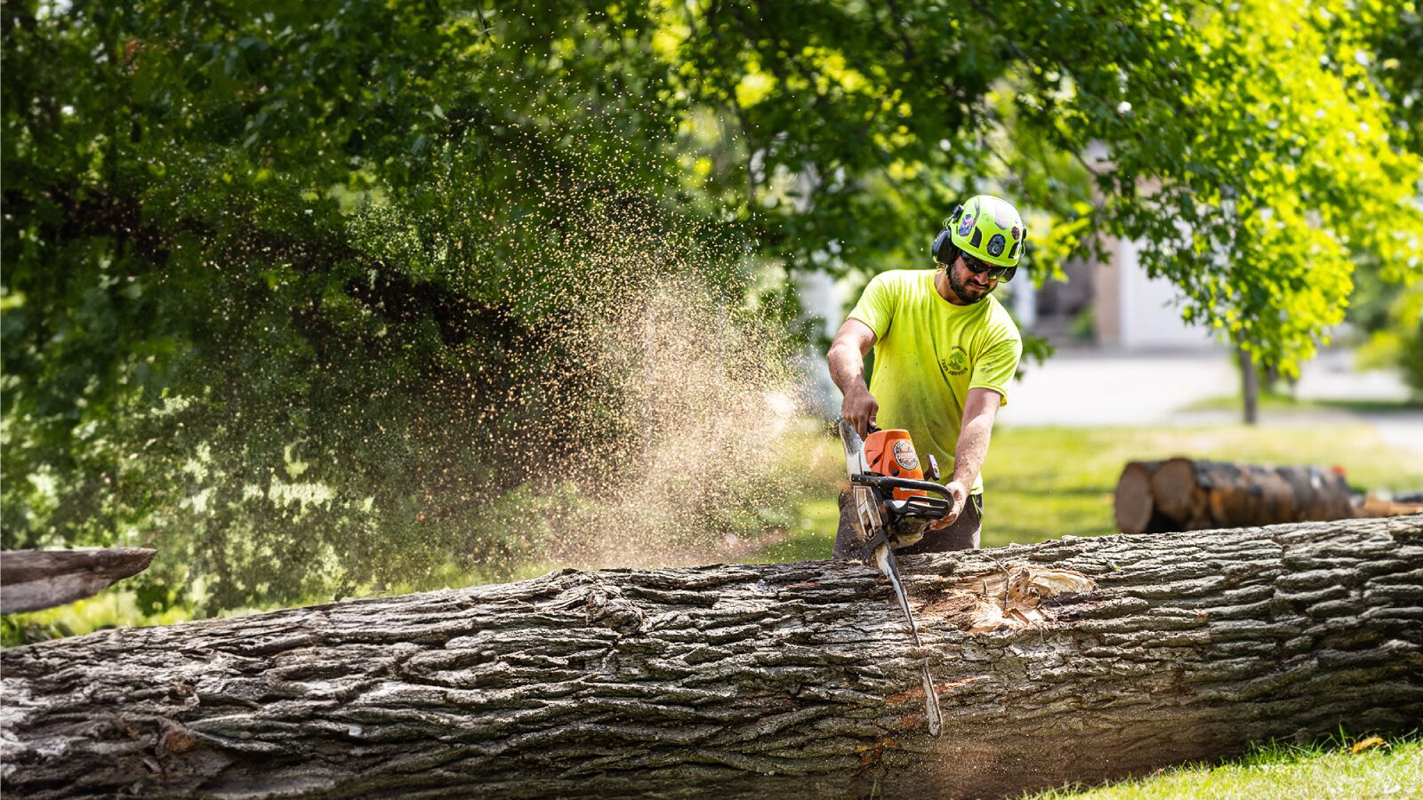 Tree trimming