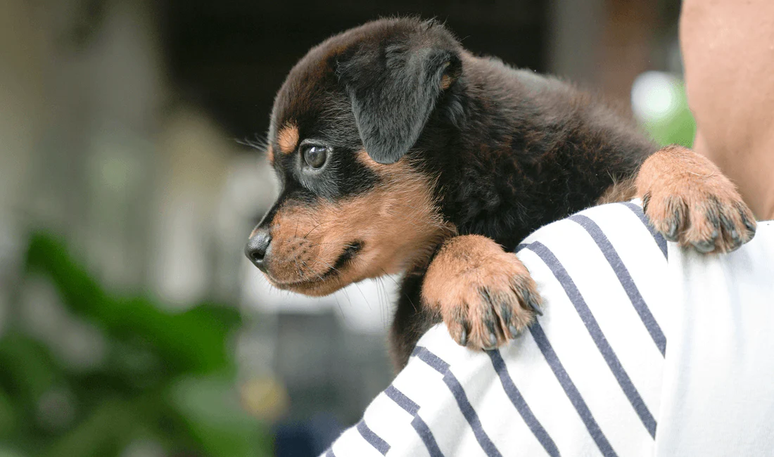 Caring Dog