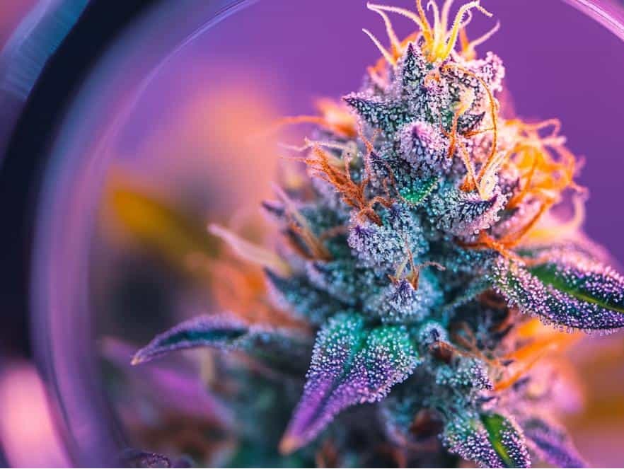 BC BUD